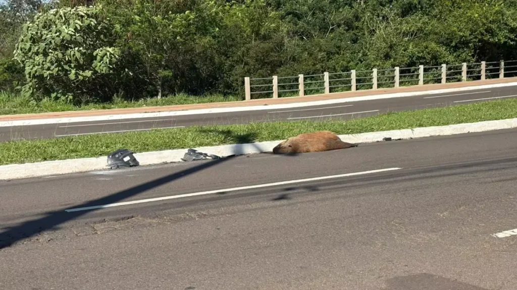 Brazil Capybara Found Dead After Being Hit by Car