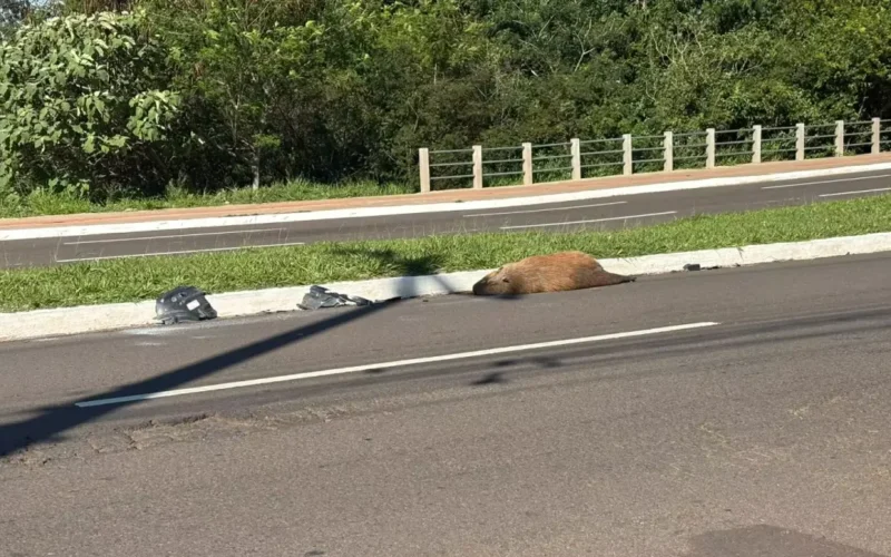 Brazil Capybara Found Dead After Being Hit by Car