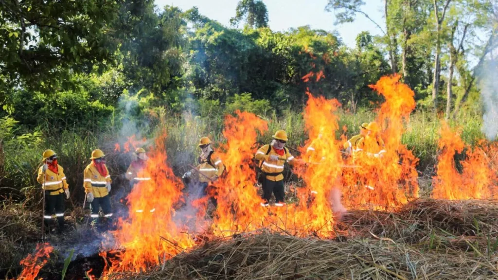 Brazil Pantanal brigades learn to use controlled fire to prevent blazes
