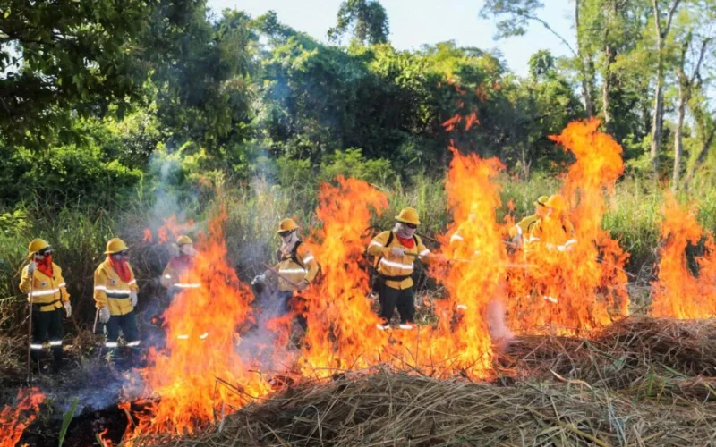 Brazil Pantanal brigades learn to use controlled fire to prevent blazes