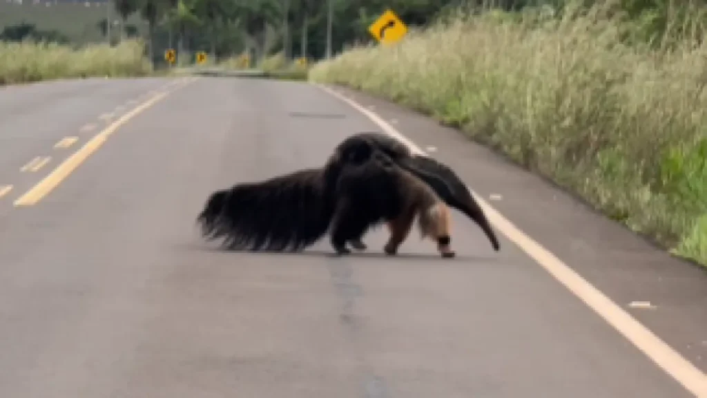 Brazil anteater mom crosses road with baby on back