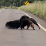 Brazil anteater mom crosses road with baby on back