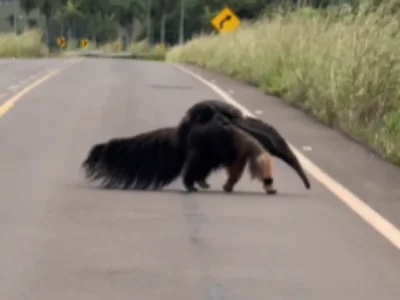 Brazil anteater mom crosses road with baby on back