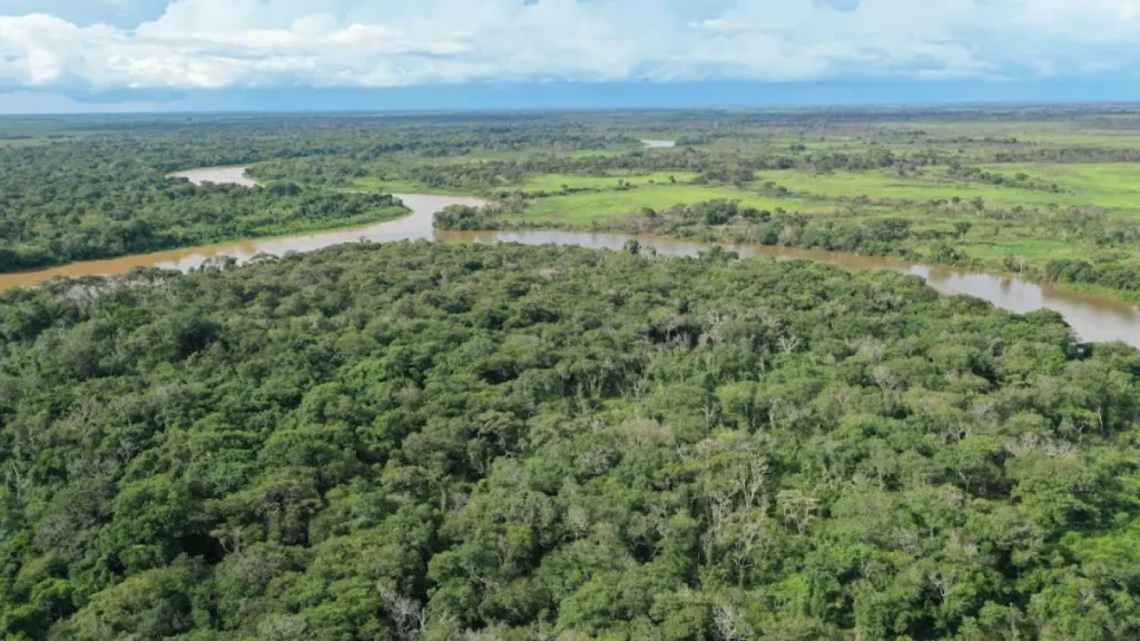 Brazil designates 95% of reserve for jaguar protection