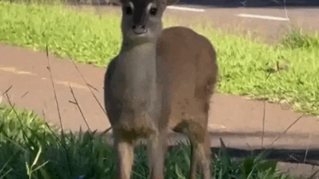 Brazil deer gets police escort on Sunday stroll down busy street