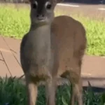 Brazil deer gets police escort on Sunday stroll down busy street
