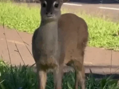 Brazil deer gets police escort on Sunday stroll down busy street
