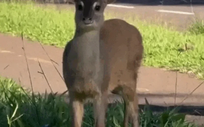 Brazil deer gets police escort on Sunday stroll down busy street