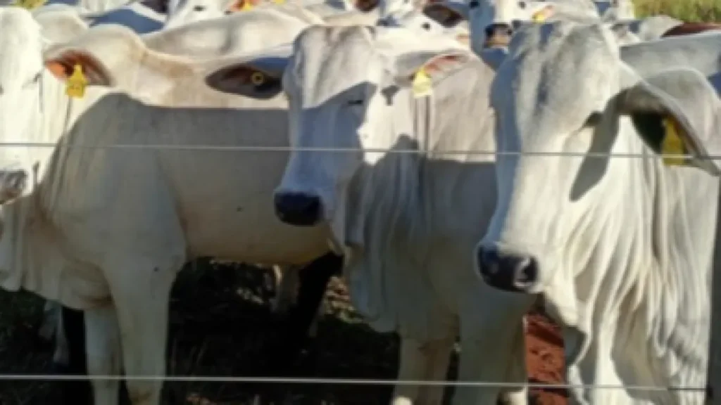 Brazil auctions 45 cattle valued at over $130,000