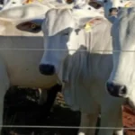 Brazil auctions 45 cattle valued at over $130,000