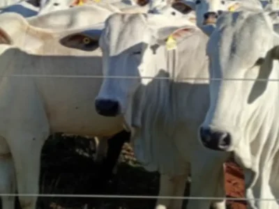 Brazil auctions 45 cattle valued at over $130,000