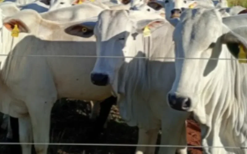 Brazil auctions 45 cattle valued at over $130,000
