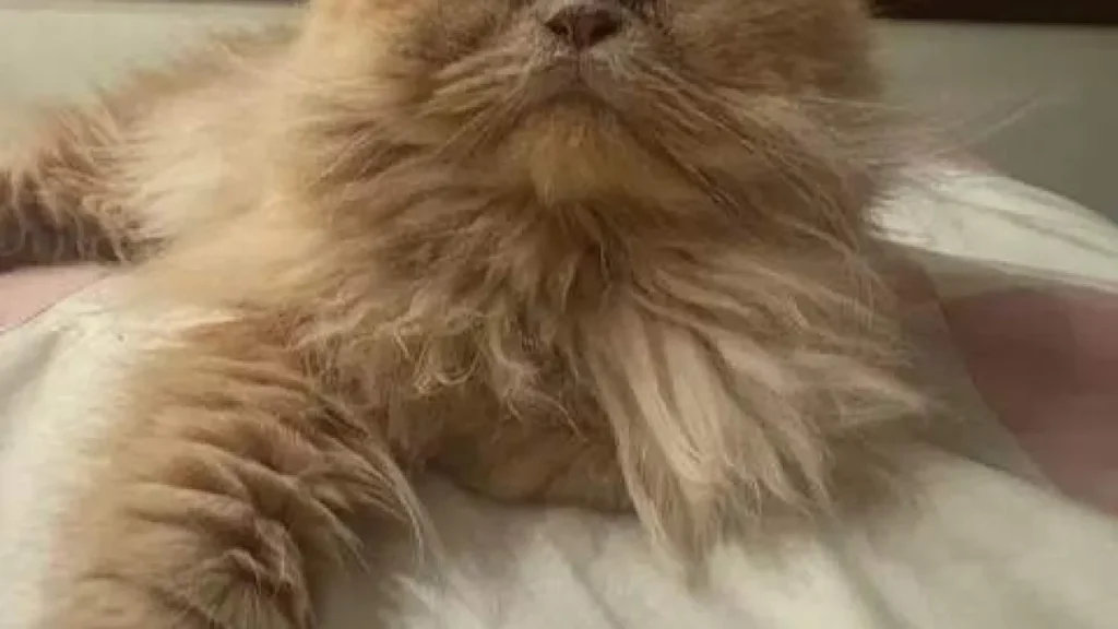 Brazil Persian cat vanishes in Rio; owner pleads for help