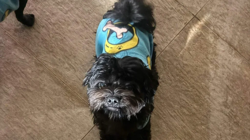 Brazil family seeks missing dog Apollo in Vida Nova