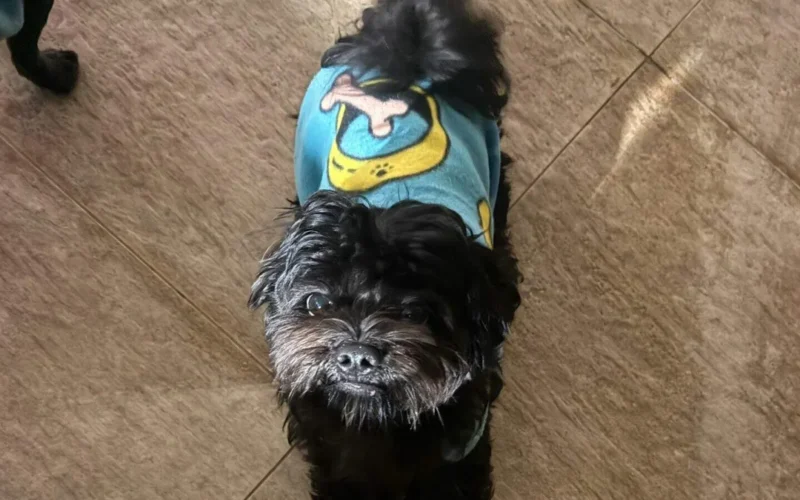 Brazil family seeks missing dog Apollo in Vida Nova