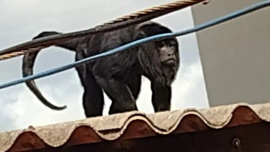 Brazil updates endangered list, 3 famous species remain
