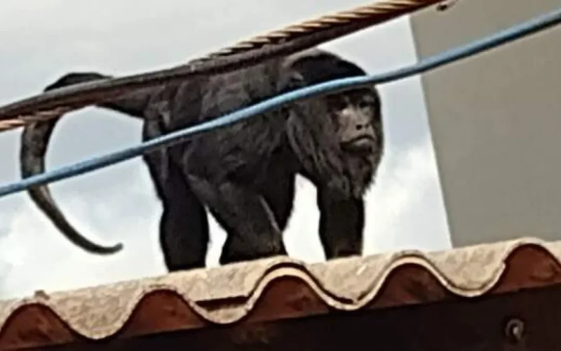 Brazil updates endangered list, 3 famous species remain