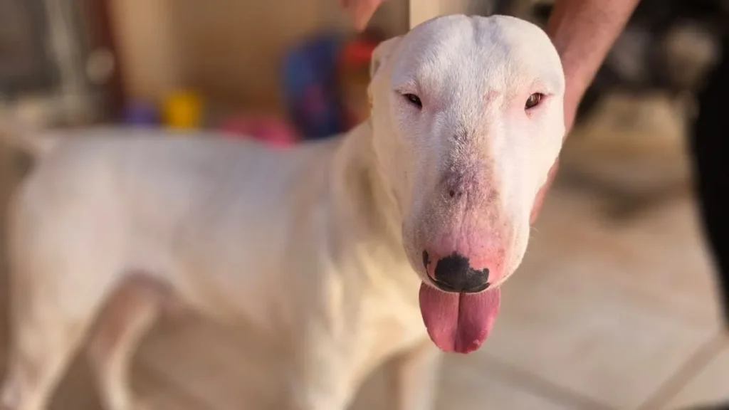 Brazil bull terrier rescued from bakery, owner sought