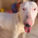 Brazil bull terrier rescued from bakery, owner sought