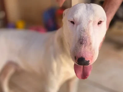 Brazil bull terrier rescued from bakery, owner sought