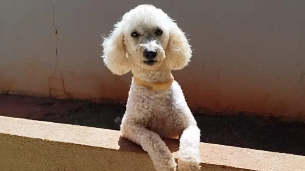 Brazil Poodle with epilepsy missing in Rio, family pleads for Max