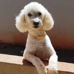 Brazil Poodle with epilepsy missing in Rio, family pleads for Max