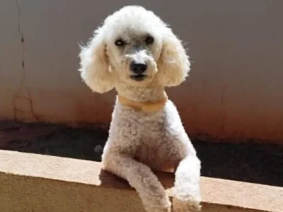 Brazil Poodle with epilepsy missing in Rio, family pleads for Max