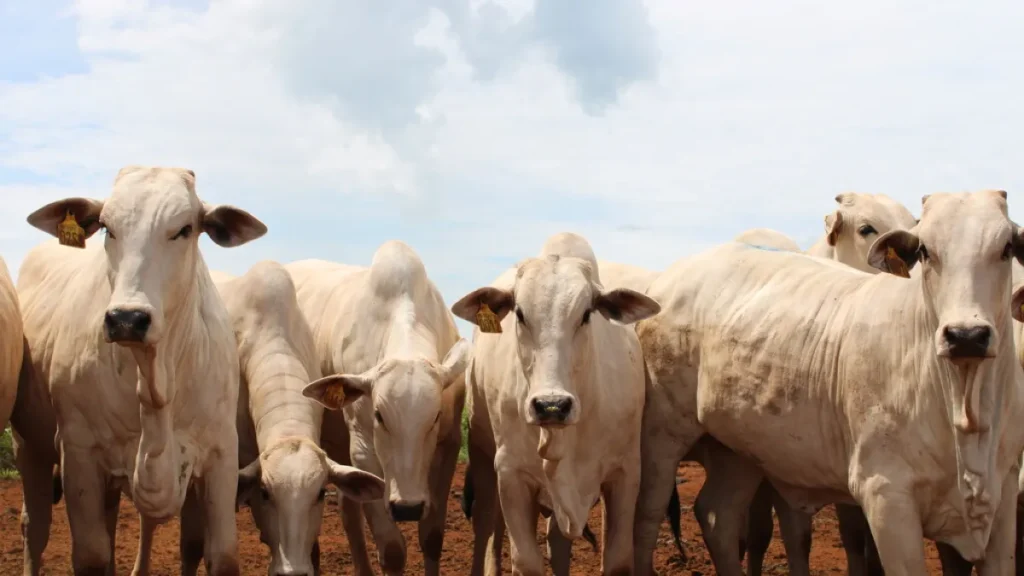Brazil changes rule to avoid EU ban on its beef