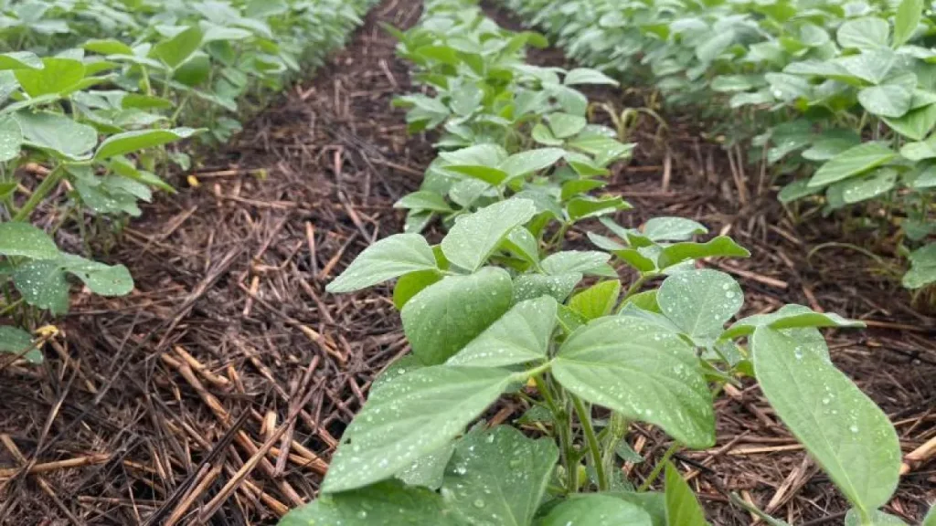 Brazil soybean exports hit $403.5M in June