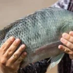 Brazil tilapia exporters rush shipments ahead of possible US tariff