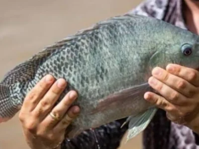 Brazil tilapia exporters rush shipments ahead of possible US tariff