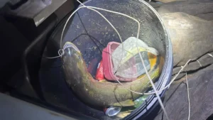 Brazil fisherman fined $1,100 for transporting golden fish