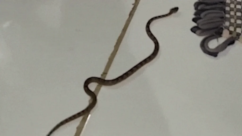 Brazil man finds jararaca, Brazil’s deadliest snake