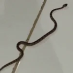 Brazil man finds jararaca, Brazil’s deadliest snake
