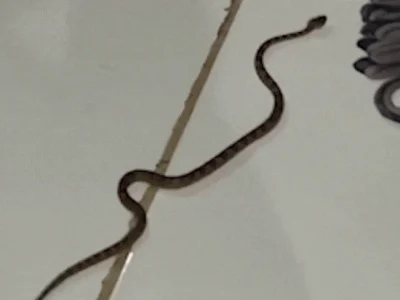 Brazil man finds jararaca, Brazil’s deadliest snake
