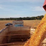 Brazil Sets Low-Risk Windows for Safrinha Corn Planting in MS