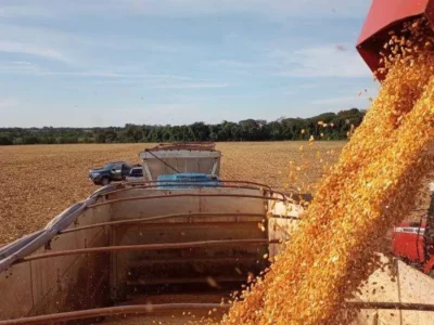 Brazil Sets Low-Risk Windows for Safrinha Corn Planting in MS