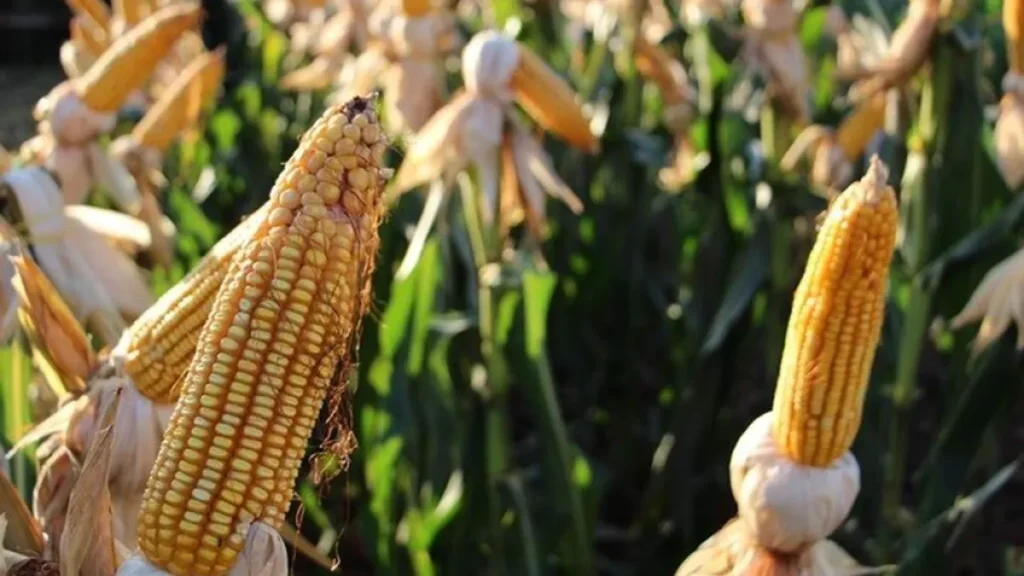 Brazil Harvests 823K Hectares of Corn, Still Trails Last Season
