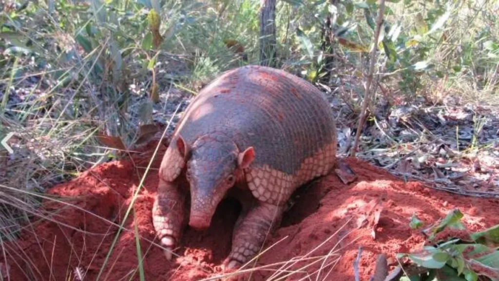 Brazil: Giant Armadillo May Get Official Day in Mato Grosso do Sul