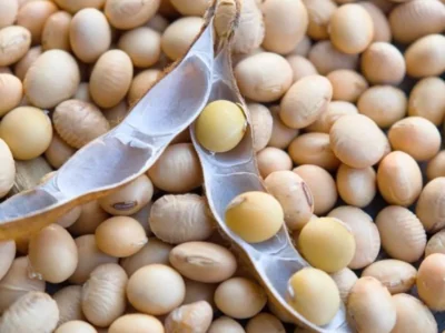 Brazil Soy Prices Jump $3 in Year as Corn Stays Flat