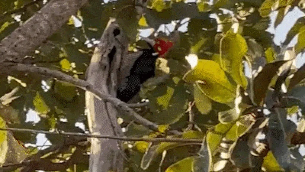 Brazil: Woodpecker becomes celebrity guest at presidential residence