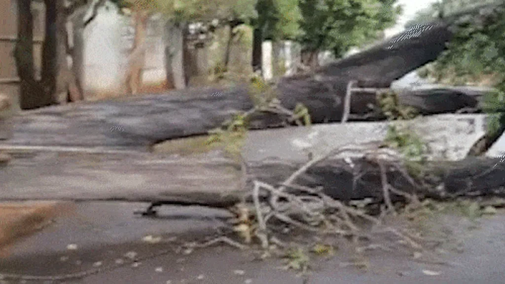 Brazil Storm Topples Tree, Blocks Street for Over a Day