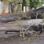 Brazil Storm Topples Tree, Blocks Street for Over a Day