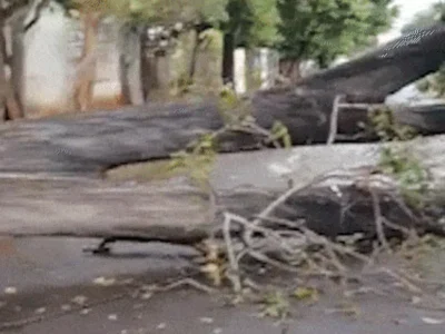 Brazil Storm Topples Tree, Blocks Street for Over a Day