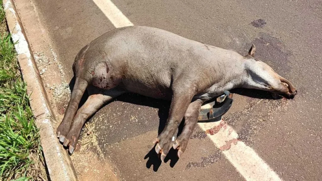Brazil Tapir Crashes Soar From 5 to 58 in 3 Months on MS Roads