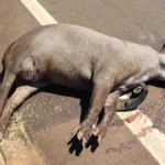 Brazil Tapir Crashes Soar From 5 to 58 in 3 Months on MS Roads