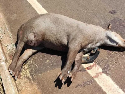 Brazil Tapir Crashes Soar From 5 to 58 in 3 Months on MS Roads