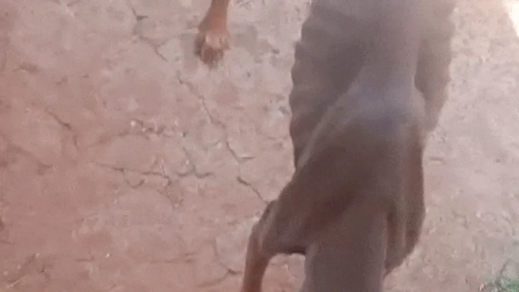 Brazil Dog Found Abused in Lot at Jacinto Woods