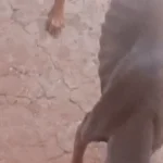 Brazil Dog Found Abused in Lot at Jacinto Woods