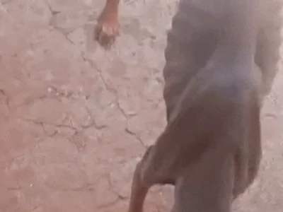 Brazil Dog Found Abused in Lot at Jacinto Woods